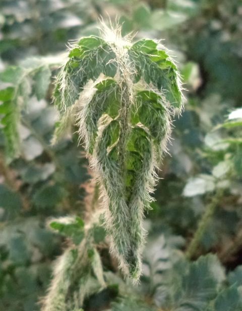 Jeune crosse d'un Polystichum polyblepharum