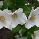 Seringat (Philadelphus)