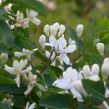 Chèvrefeuille (Lonicera)