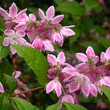 Deutzia