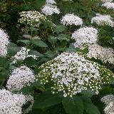 Spirée (Spiraea) print.