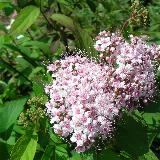 Spirée (Spiraea) été