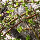 Saule (Salix) inf.à 3m