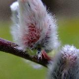 Saule (Salix) sup.à 3m
