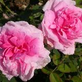 Rosier ancien et arbuste