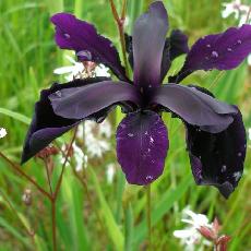Iris chrysographes  'Black Form'