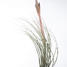 Tillandsia juncea