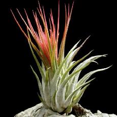 Tillandsia kolbii