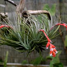 Tillandsia leonamiana