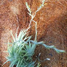 Tillandsia loliacea