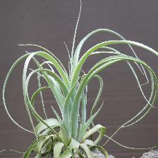 Tillandsia lorentziana