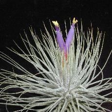 Tillandsia magnusiana