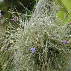 Tillandsia mallemontii