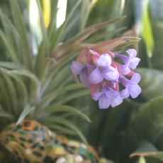 Tillandsia neglecta