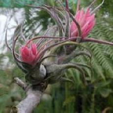 Tillandsia pruinosa