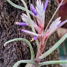 Tillandsia pseudobaileyi