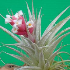 Tillandsia recurvifolia