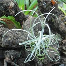 Tillandsia streptocarpa