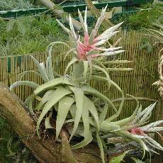 Tillandsia streptophylla