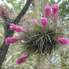 Tillandsia stricta  'Rigid Leaf'