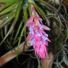 Tillandsia stricta