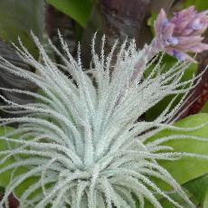 Tillandsia tectorum  'Ecuador form'