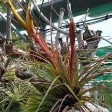 Tillandsia tricolor var. melanocrater