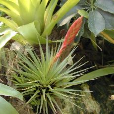 Tillandsia tricolor