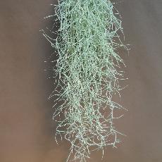 Tillandsia usneoides  'Minor'