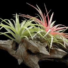 Tillandsia velutina