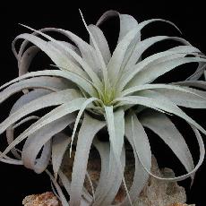 Tillandsia xerographyca