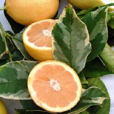 Citrus limon  'variegata alba'