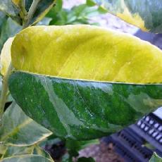 Citrus limon  'variegata aurea'