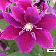 Clematis  'Hania'