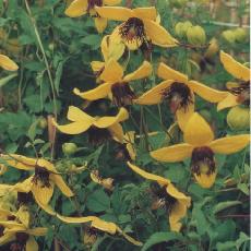 Clematis  'Golden Tiara ® Kugotia'