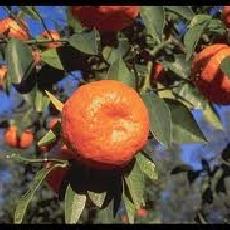 Citrus reticulata  'Changsha'