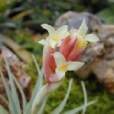 Tillandsia jucunda