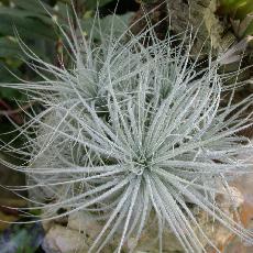 Tillandsia tectorum