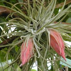 Tillandsia velickiana