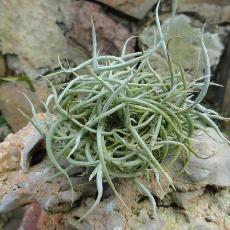 Tillandsia retorta