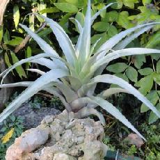 Tillandsia secunda