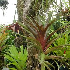 Tillandsia somnians