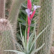 Tillandsia ixioides x aeranthos