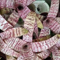 Vriesea fosteriana 'Red Chestnut'  Mini