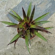 Vriesea lubbersii