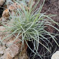 Tillandsia rectifolia