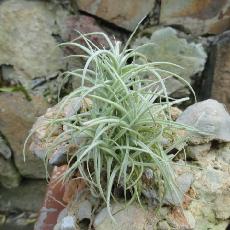 Tillandsia marconae