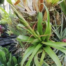 Tillandsia polystachia