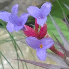 Tillandsia jonesii