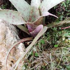 Vriesea saundersii